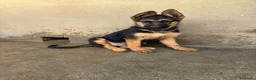 Pastor Alemán perros en venta: CACHORROS DE PASTOR ALEMÁN  - Anuncio 3
