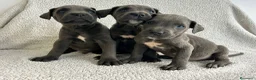 Cane Corso perros en venta: Cané corso blue - Anuncio 3