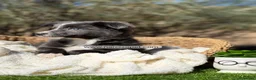 Border Collie perros en venta: BORDER COLLIE BLUE - Anuncio 4