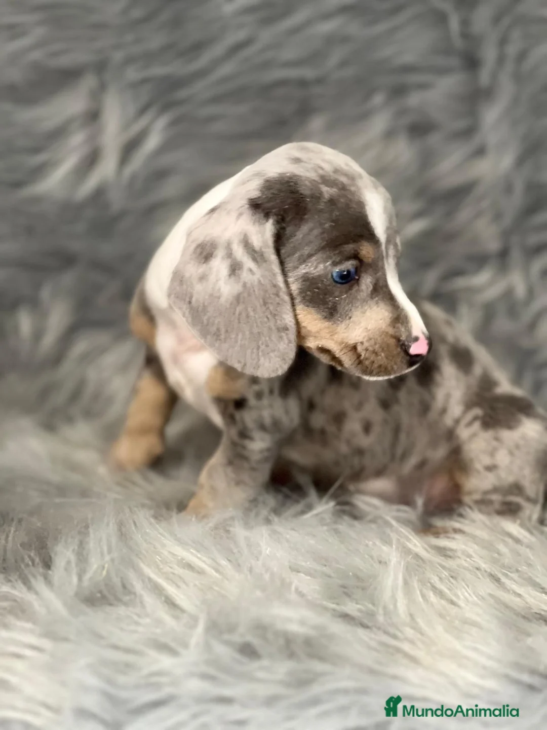 Teckel Miniatura perros en venta: TECKEL MINIATURA EXÓTICO OJOS AZULES en Barcelona - Anuncio 3