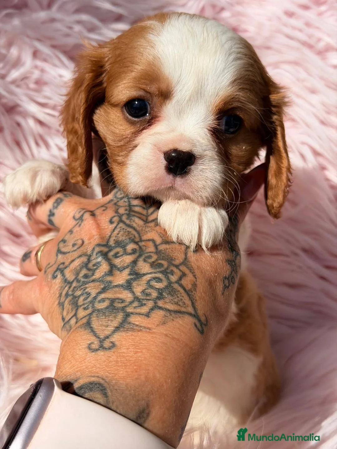 Cavalier King Charles Spaniel perros en venta: Cavalier Preciosa cachorra  - Anuncio 4