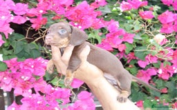 Teckel Miniatura perros en venta: Teckel de todos lo colore(candiamanteunico2)tiktok - Imagen 4