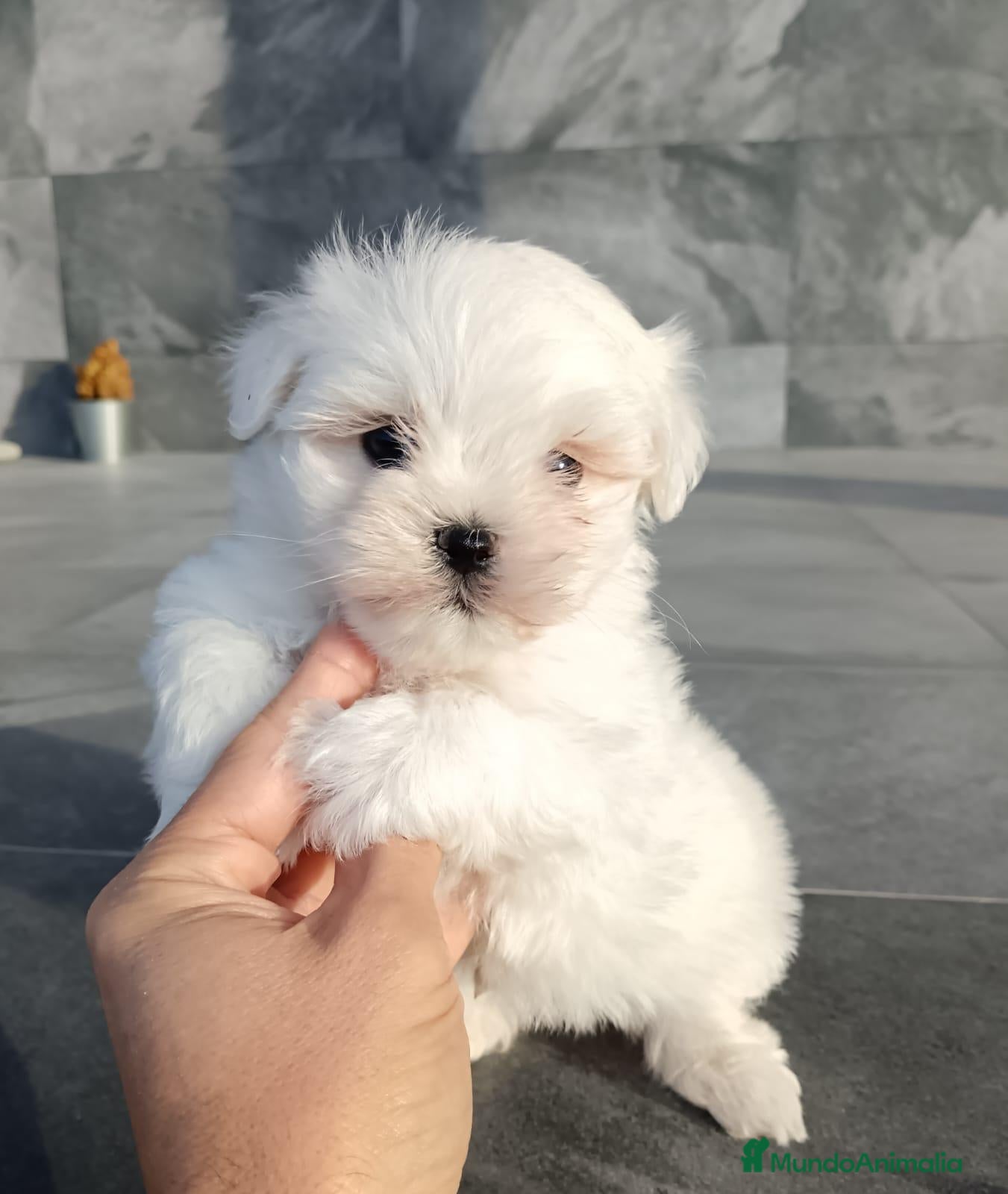 Bichón Maltés perros Bichon Maltés  - Anuncio 4