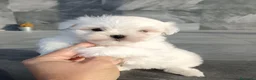 Bichón Maltés perros en venta: Bichon Maltés  - Anuncio 1