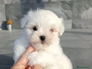 Bichón Maltés perros Bichon Maltés - Anuncio 1