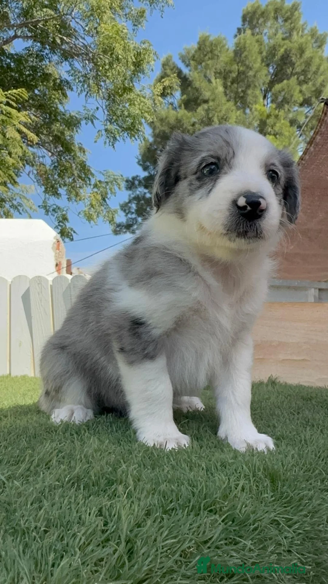 Border Collie perros en venta: BORDER COLLIE MERLE - MACHO - Anuncio 2