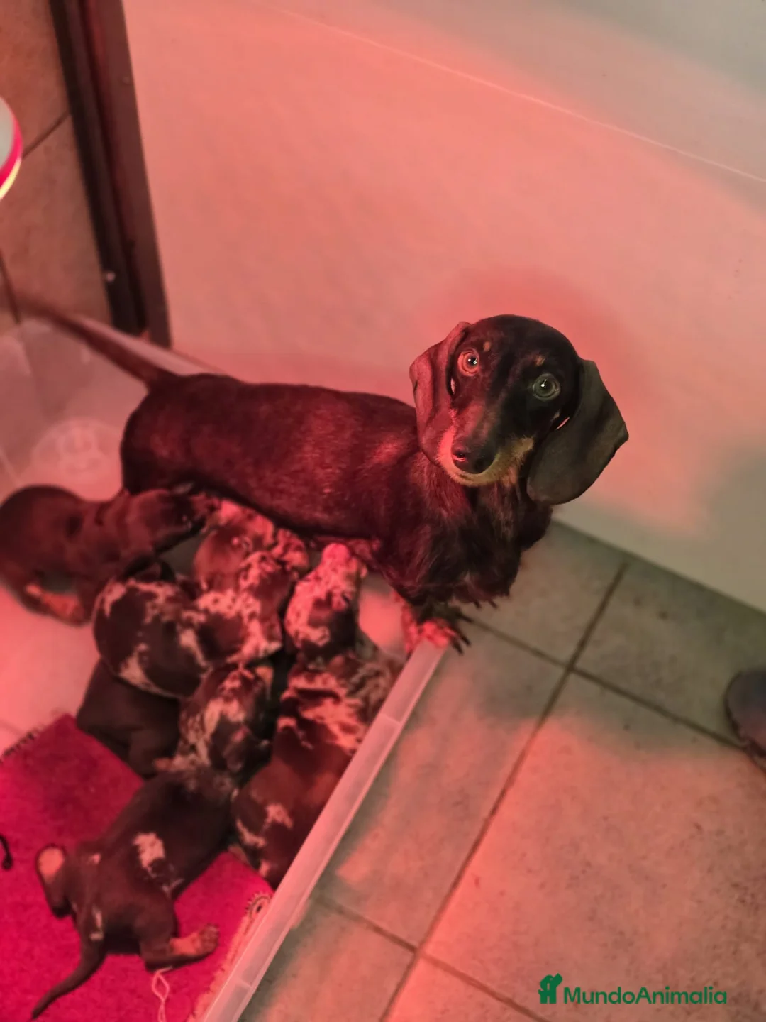 Teckel Miniatura perros en venta: Teckel miniatura machos y hembras  - Anuncio 1