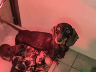 Teckel Miniatura perros Teckel miniatura machos y hembras - Anuncio 32