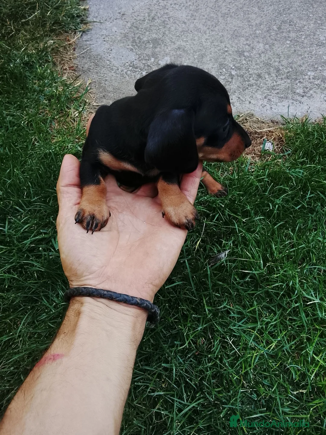 Teckel Miniatura perros en venta: Cachorros de teckel miniatura  - Anuncio 2