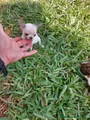 Chihuahua Cachorro 1