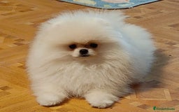 Pomerania perros en venta: Machito miniatura con pedigree  - Imagen 1