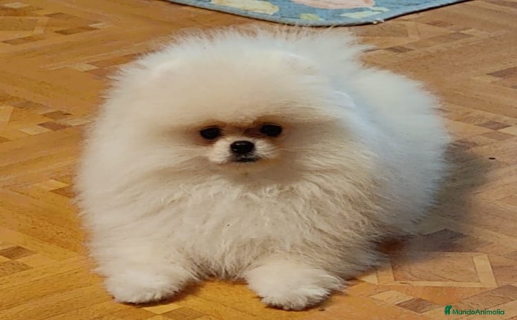 Pomerania perros - Anuncio 1