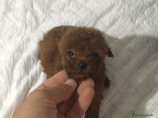 Caniche Toy perros IMPRESIONANTES CANICHES TOYS en Murcia - Anuncio 30