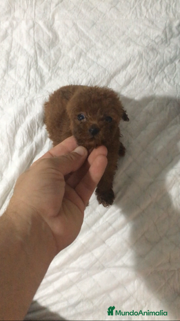 Caniche Toy perros IMPRESIONANTES CANICHES TOYS en Murcia - Anuncio 1