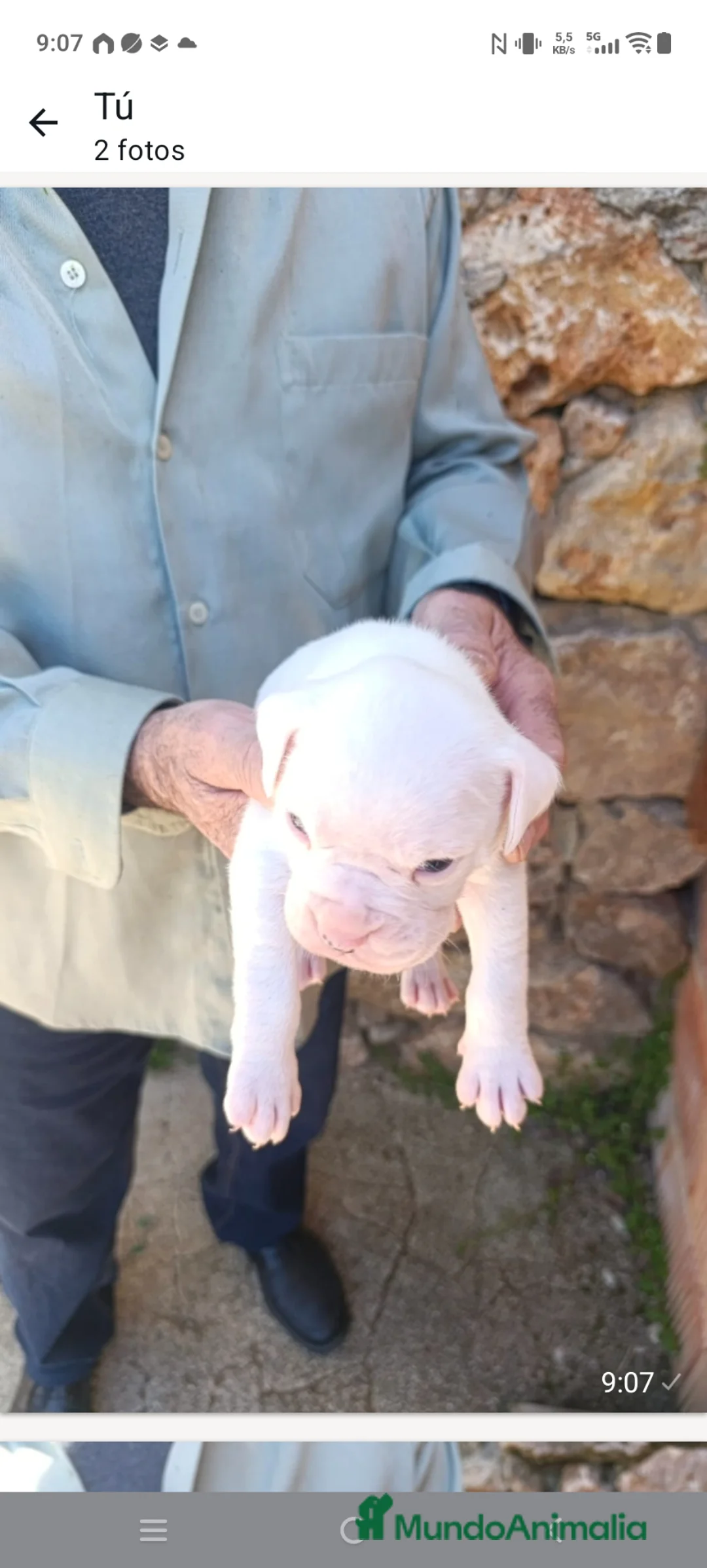 Boxer perros en venta: Macho de boxer  - Anuncio 3