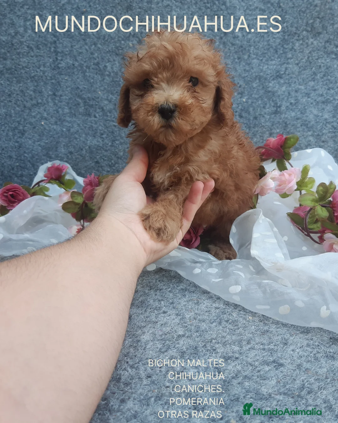 Caniche Toy perros en venta: PRECIOSOS CANICHE  ROJO LINEA TOY - Anuncio 2
