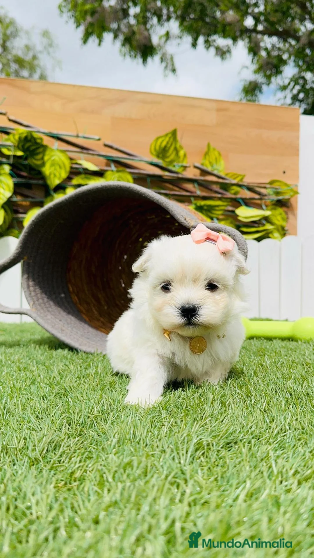 Bichón Maltés perros en venta: MUÑECA DE BICHÓN MALTÉS en Madrid - Anuncio 3