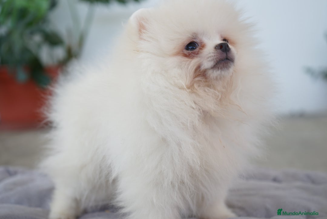 Pomerania perros en venta: ❄️ Frosty & ⚡ Strike – Pomerania toy 🐾 - Imagen 3