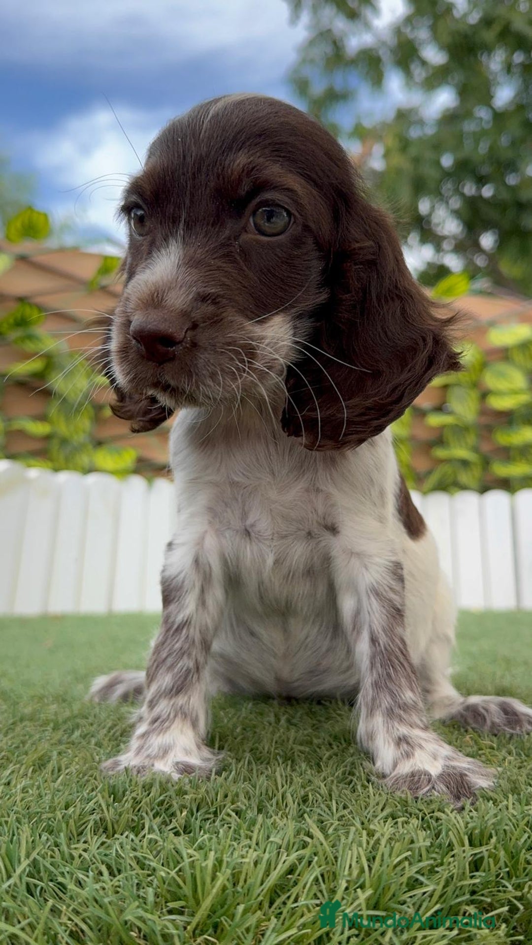 Cocker Spaniel Inglés perros en venta: COCKER SPANIEL RUANO - Imagen 12