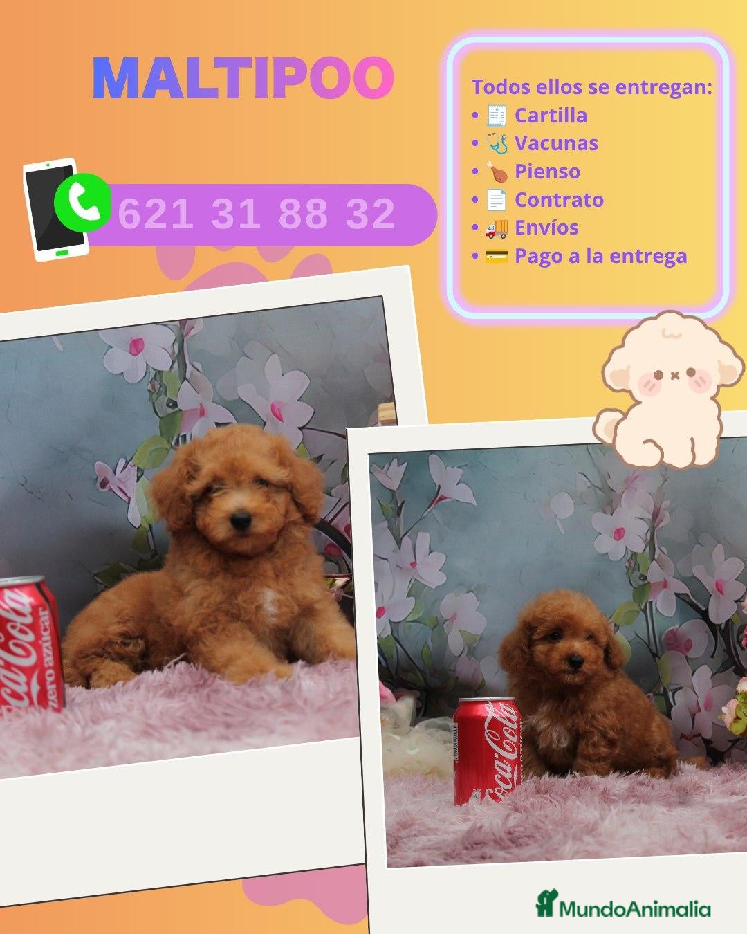 Maltipoo perros Camada de maltipoo toy  - Anuncio 1
