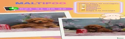 Maltipoo perros en venta: Camada de maltipoo toy  - Anuncio 1