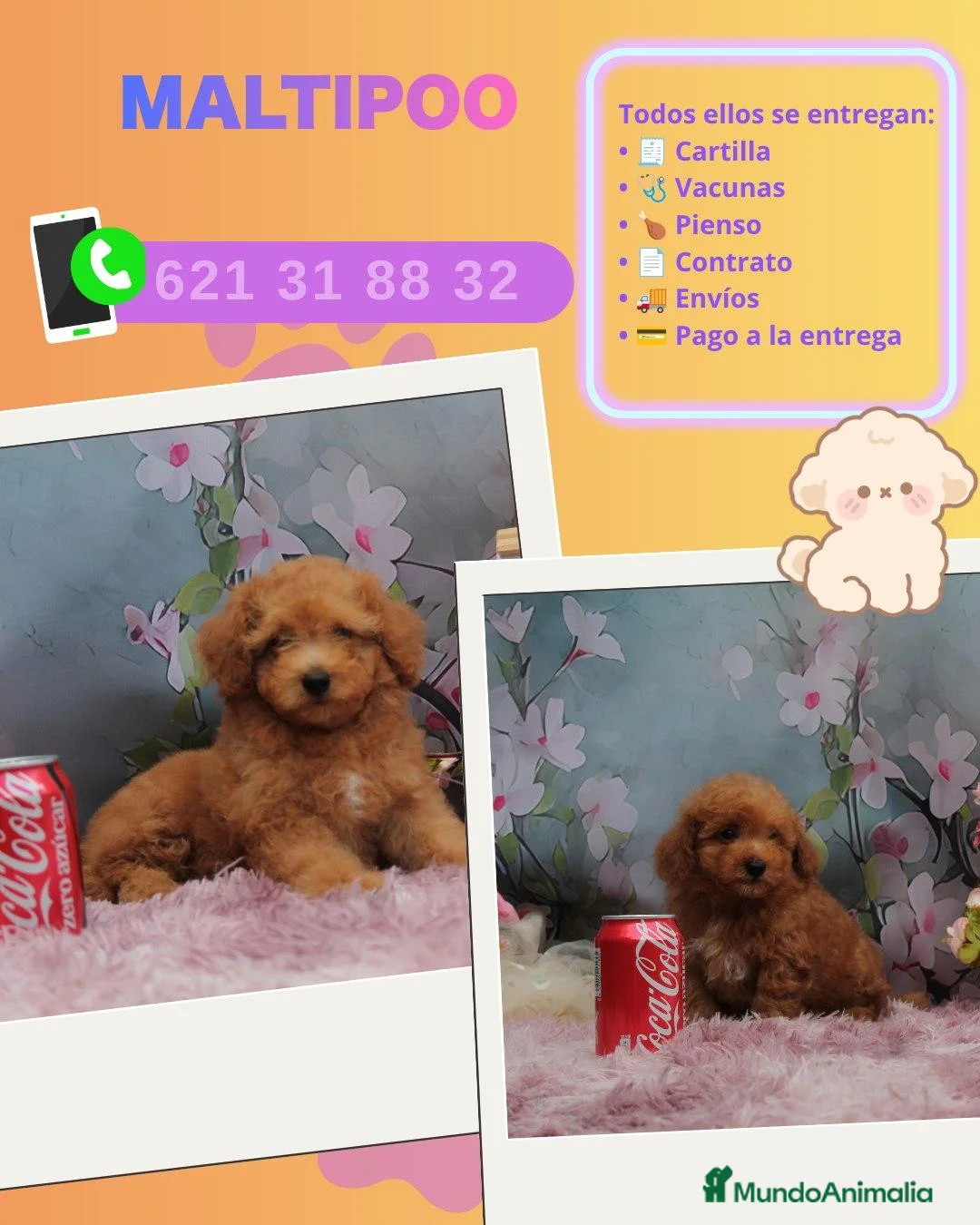 Maltipoo perros en venta: Camada de maltipoo toy  - Anuncio 1