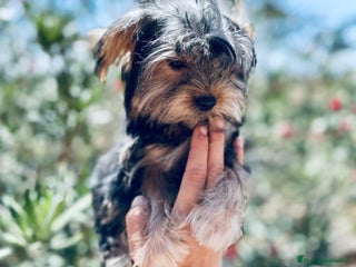 Yorkshire Terrier perros - Anuncio 40