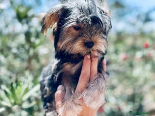 Yorkshire Terrier perros YORKSHIRE TOY HEMBRITA - Anuncio 22