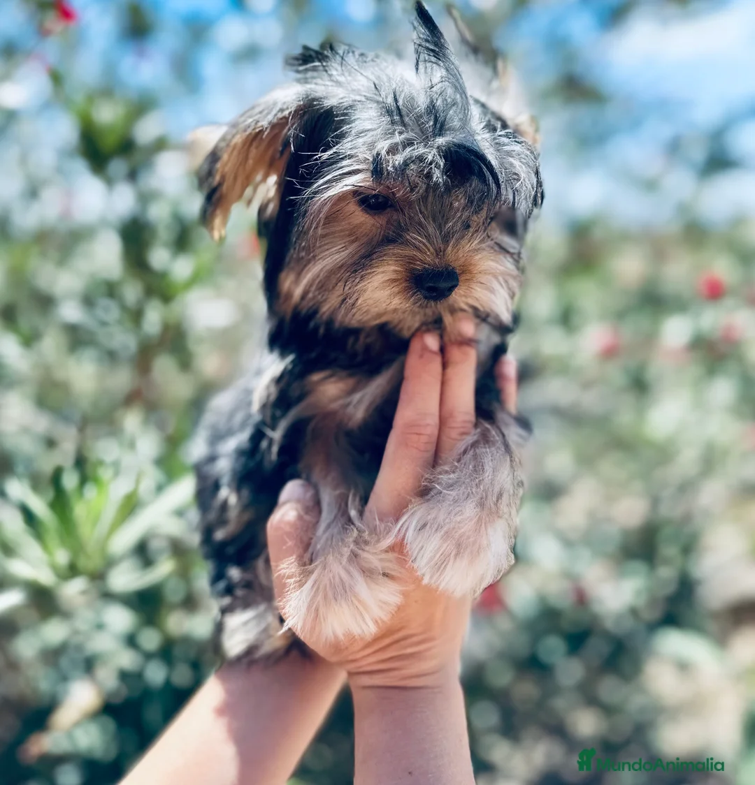 Yorkshire Terrier perros en venta: YORKSHIRE TOY HEMBRITA  - Anuncio 1