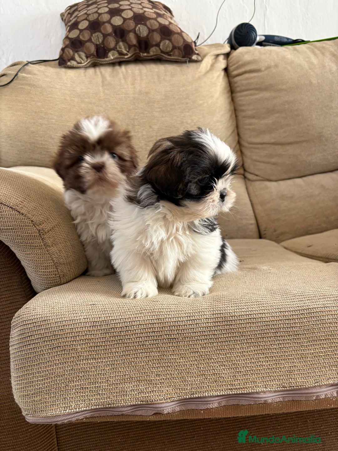 Shih Tzu perros en venta: Cachorritos de Shih-Ztu  - Anuncio 1