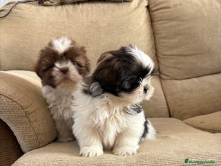 Shih Tzu perros Cachorritos de Shih-Ztu - Anuncio 2