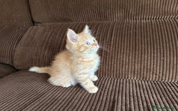 Británico de Pelo Corto gatos en venta: Gatcot.com - Imagen 3