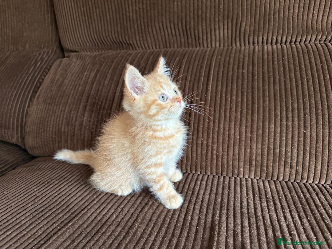 Británico de Pelo Corto gatos en venta: Gatcot.com - Imagen 3