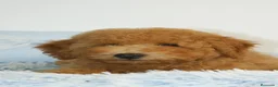 Caniche Enano perros en venta: CACHORRO DE CANICHE ENANO - Anuncio 3