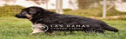 Pastor Alemán perros en venta: Pastor alemán disponibles - Anuncio 4