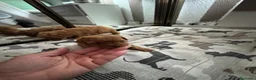 Caniche Toy perros en venta: Caniche toy  rojos y apricot - Anuncio 4