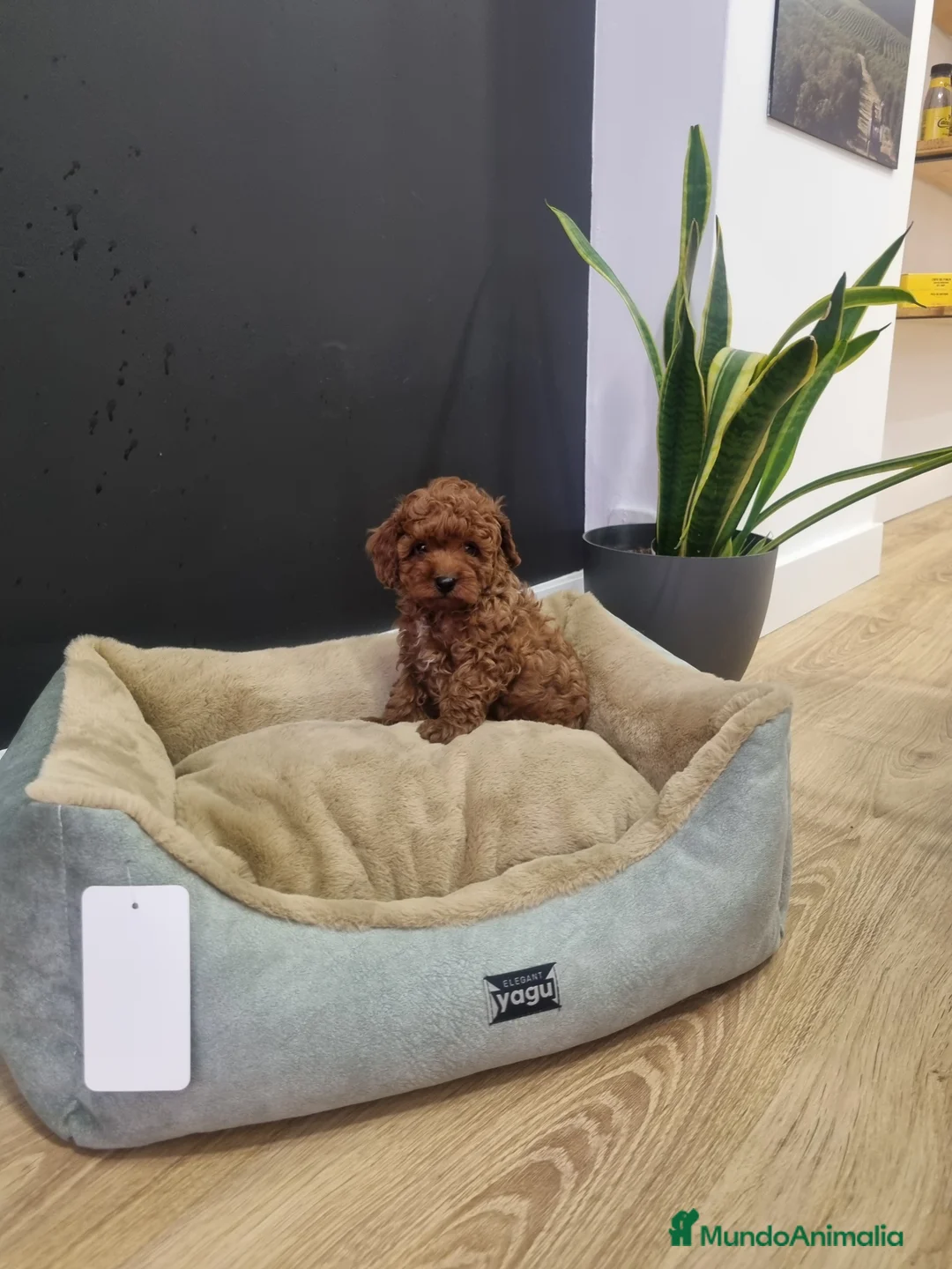 Caniche Toy perros en venta: Caniches minis - Anuncio 5