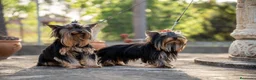 Yorkshire Terrier perros en venta: Camada Yorkshire Terrier  - Anuncio 7