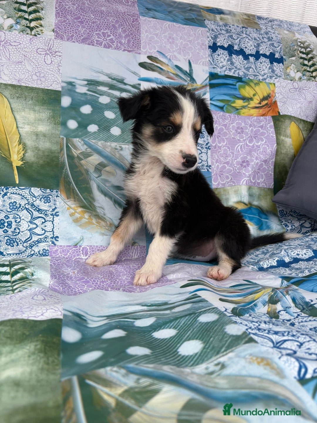 Border Collie perros en venta: Border collie última hembra  - Imagen 7