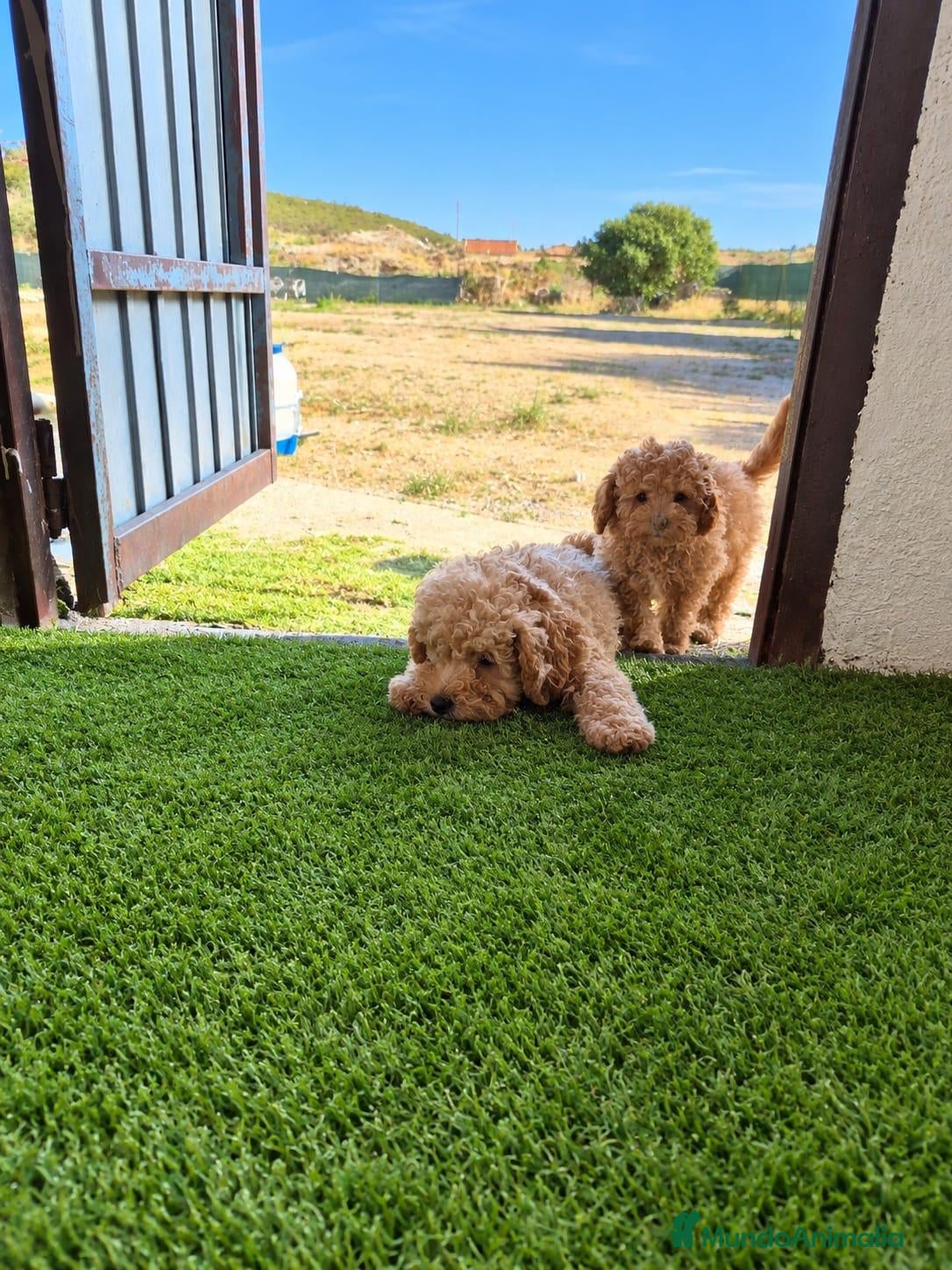 Caniche Toy perros Cachorros Caniche Toy - Anuncio 1