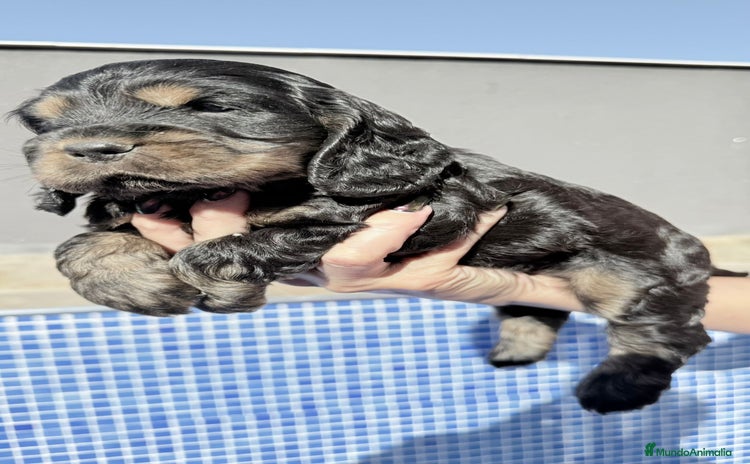 Cocker Spaniel Americano perros - Anuncio 4