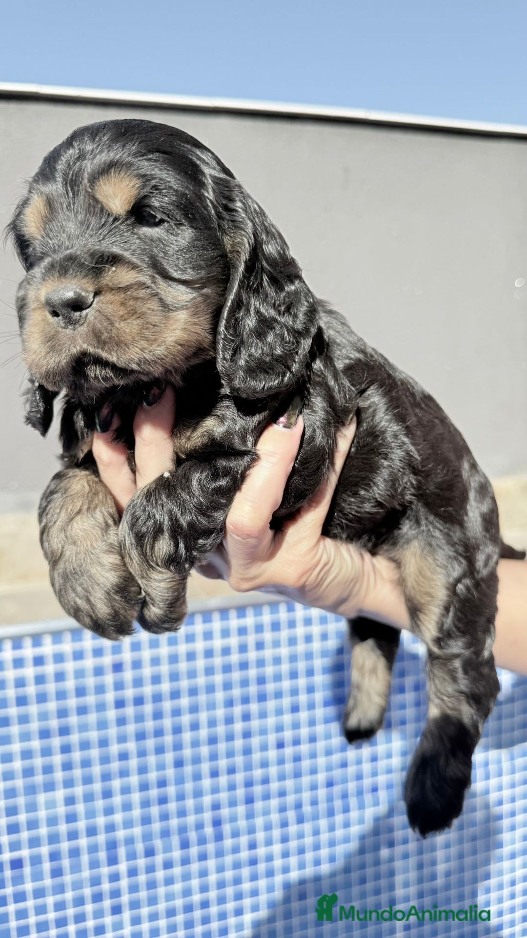 Cocker Spaniel Americano perros en venta: Cocker spanish black tan  - Imagen 1
