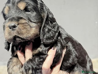 Cocker Spaniel Americano perros - Anuncio 10