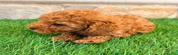 Caniche Toy perros en venta: Caniche toy roja - Anuncio 10