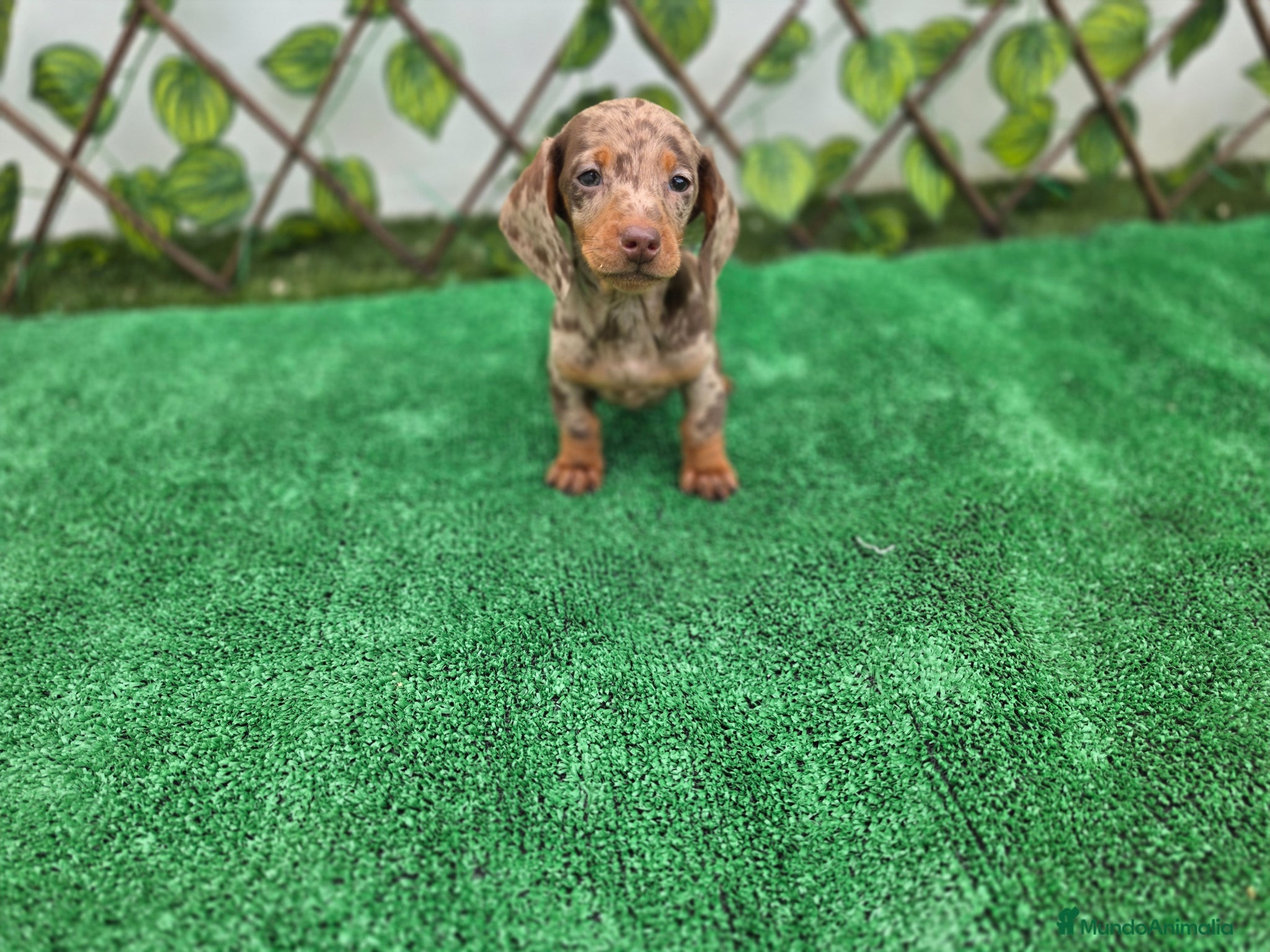 Teckel Miniatura perros TECKEL MINIATURA & KANNINCHEN ARLEQUIN  - Anuncio 6