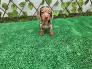 Teckel Miniatura perros TECKEL MINIATURA & KANNINCHEN ARLEQUIN - Anuncio 6