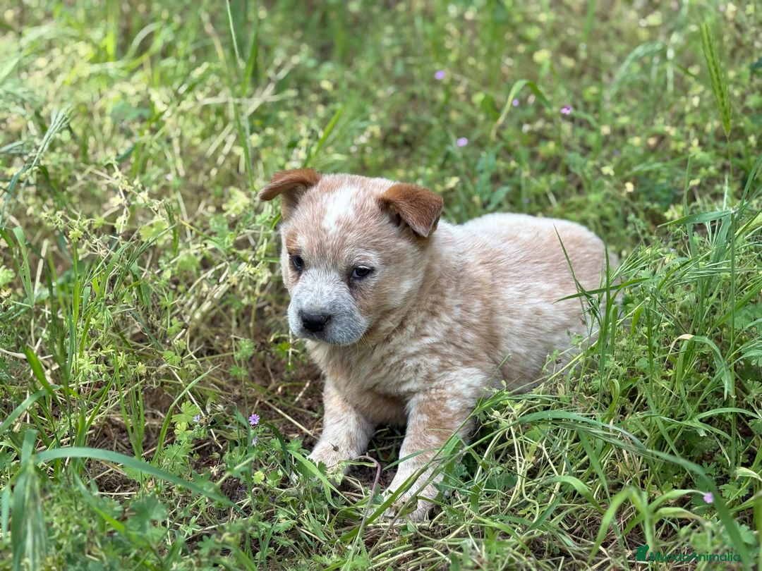 Boyero de Australia perros en venta: 🐾🐾 Australian Cattle Dog 🐾🐾 - Anuncio 6