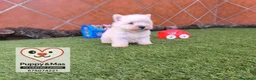 West Highland White Terrier perros en venta: Westy  - Anuncio 2