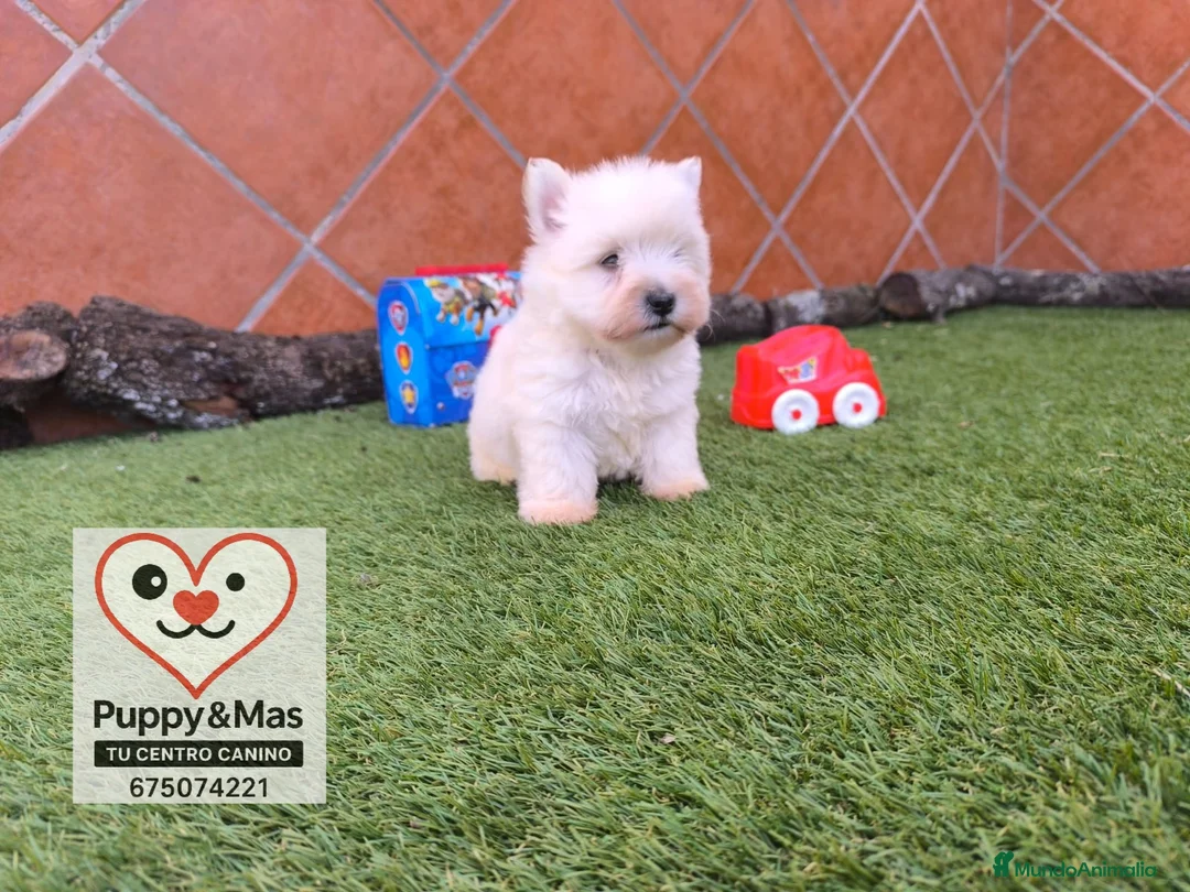 West Highland White Terrier perros en venta: Westy  - Anuncio 2