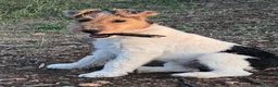 Fox Terrier de Pelo Duro perros en venta: Foxterrier camada - Anuncio 1